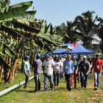 Dia de campo_banana_Foto_Renata_Silva_