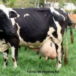 vacas-leiteiras-cursos-cpt7