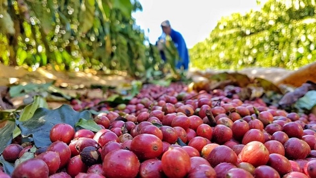 Instituições podem adquirir secador de café por meio de chamamento público em RO