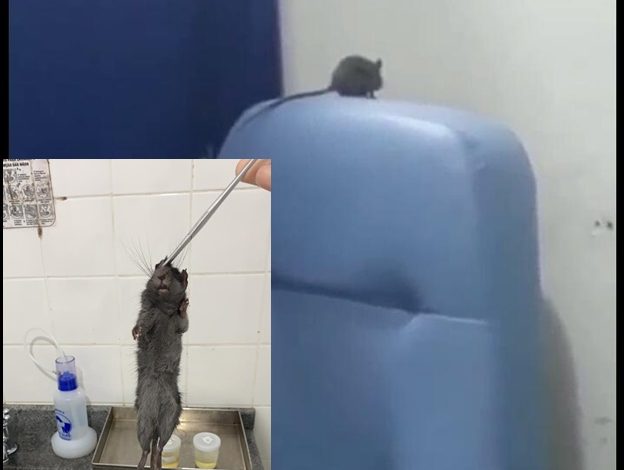 “Situação lamentável”, diz vereador ao comentar vídeo de rato dentro do HR de Vilhena