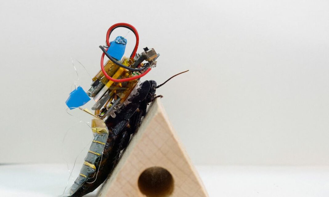 Cientistas do Japão criam baratas ciborgues para ajuda em desastres