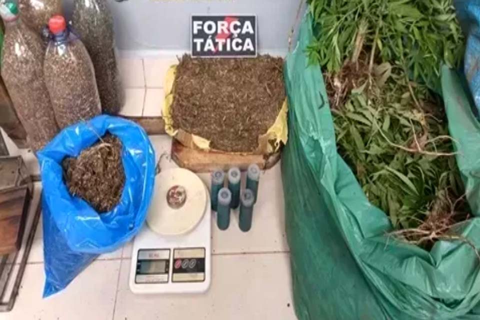 Polícia encontra pés de maconha em plantação de milho em Rondônia