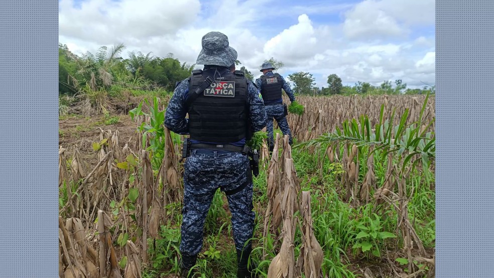 Policiais encontraram pés de maconha em lavoura de milho — Foto: PMRO/Reprodução