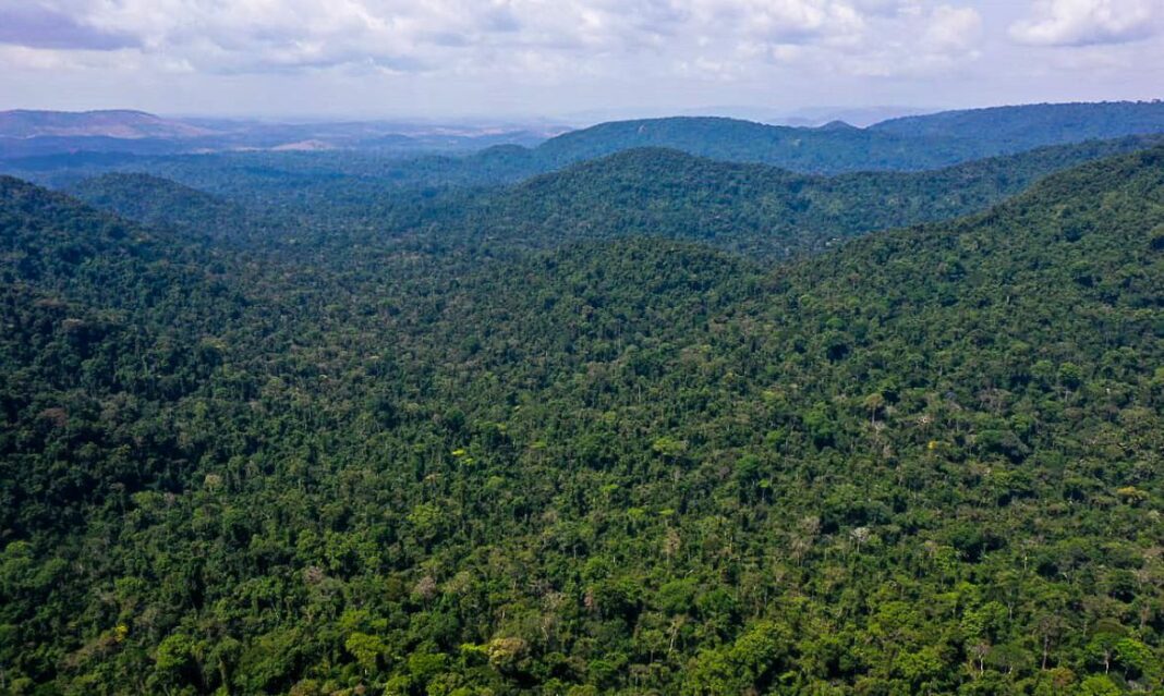 Multas por desmatamento na Amazônia aumentam 219% no 1º trimestre
