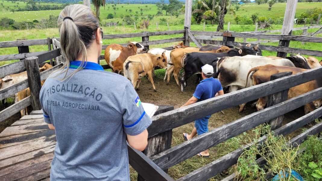 Criadores de animais em Vilhena devem declarar rebanhos na Idaron