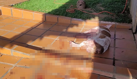 Menino de 7 anos é atacado por Pitbulls em Rondônia