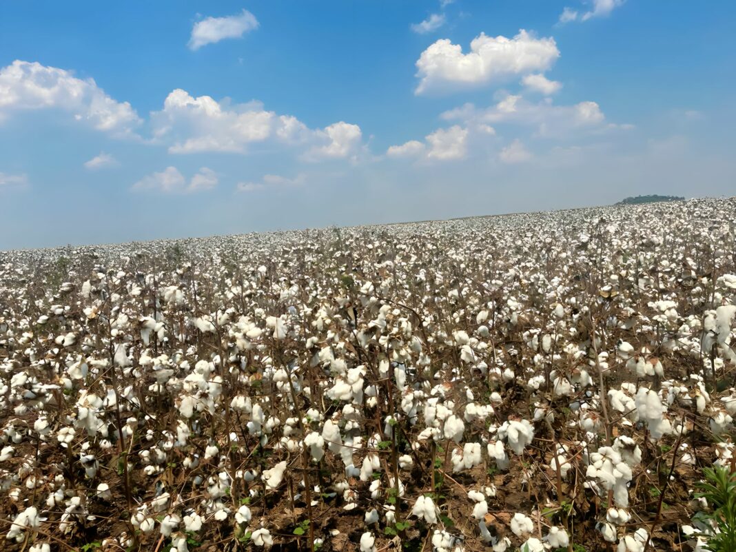 Rondônia se prepara para colher algodão, entenda a força da commodities para o estado