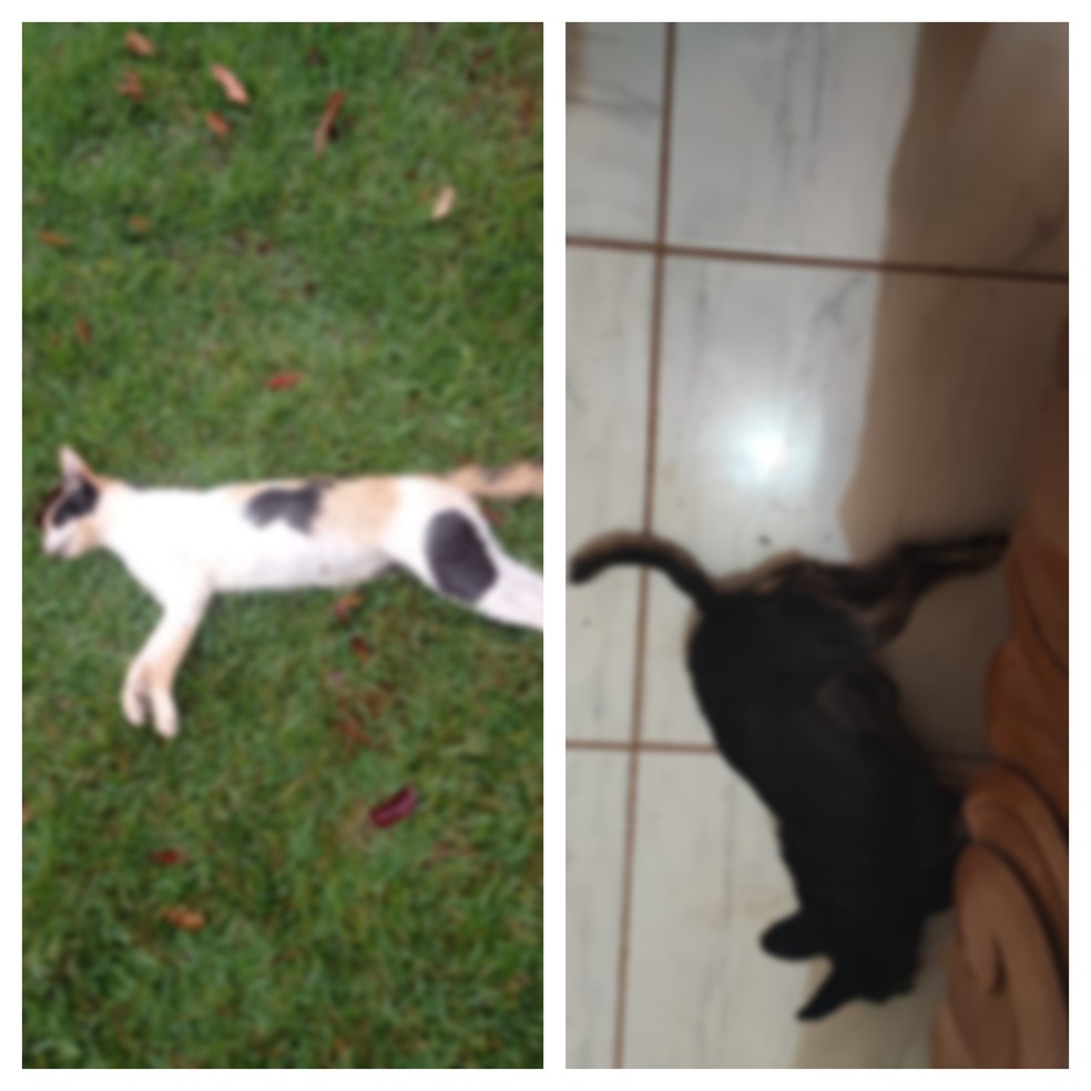 Gato e cachorro encontrados mortos ajudaram polícia a descobrir homicídio em Cerejeiras, Rondônia — Foto: Reprodução
