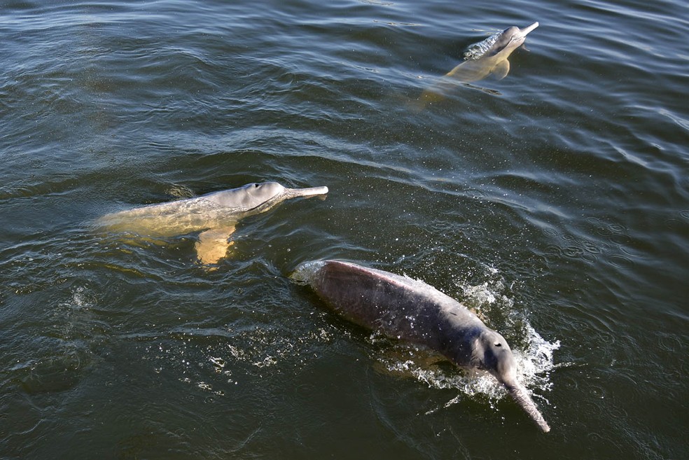 Botos tucuxi e cor-de-rosa estão ameaçados — Foto: Instituto Mamirauá