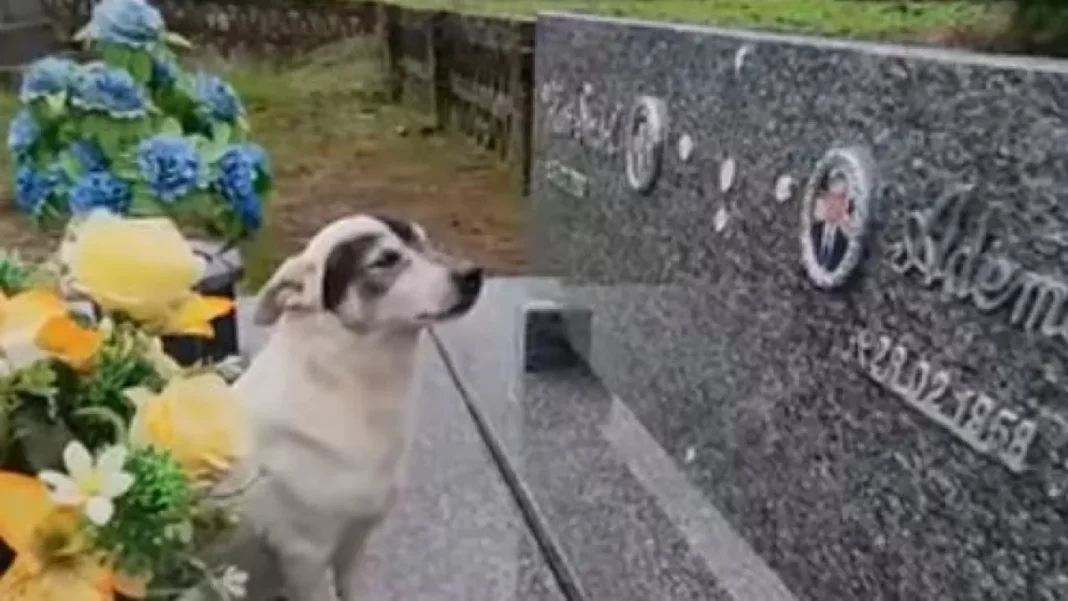 Cãozinho visita túmulo do tutor morto há 3 anos diariamente