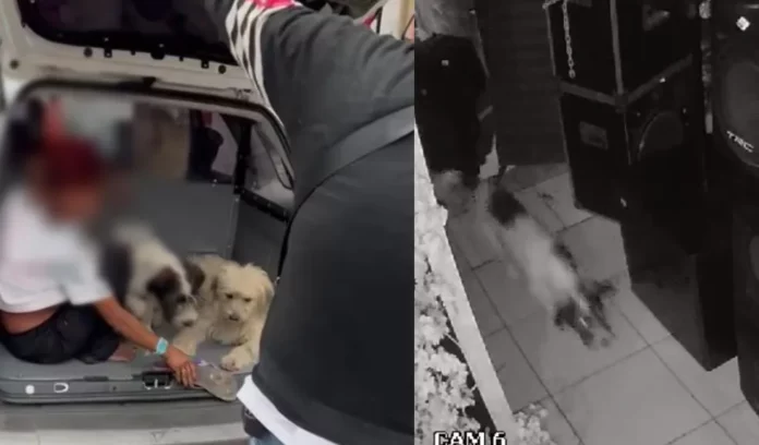 ladra=pet