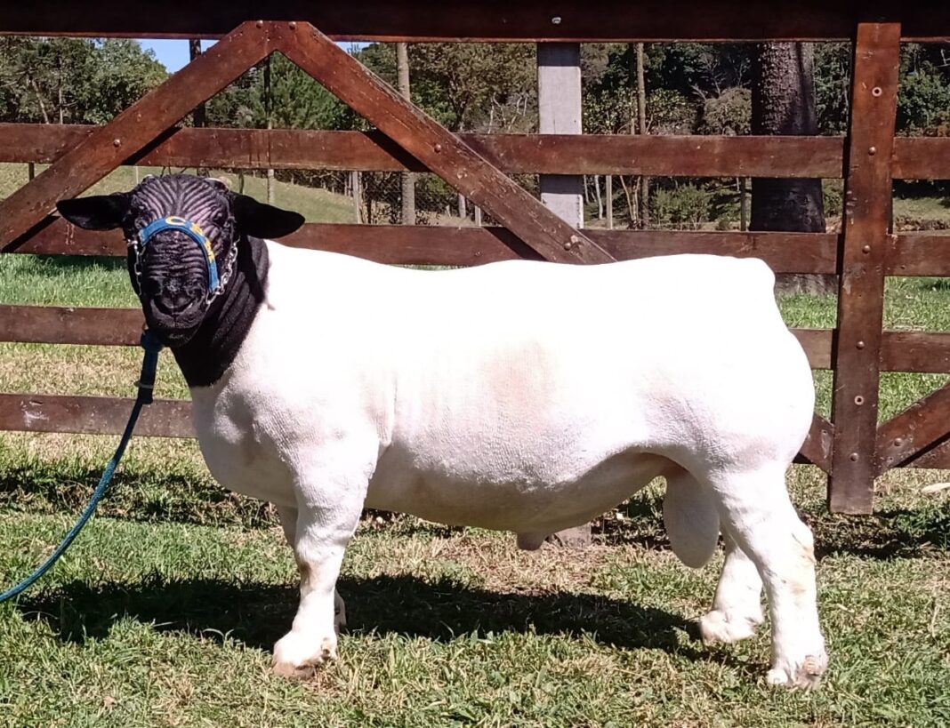 Carneiros e ovelhas da raça dorper chegam a Colorado para a melhoria genética de ovinos na região
