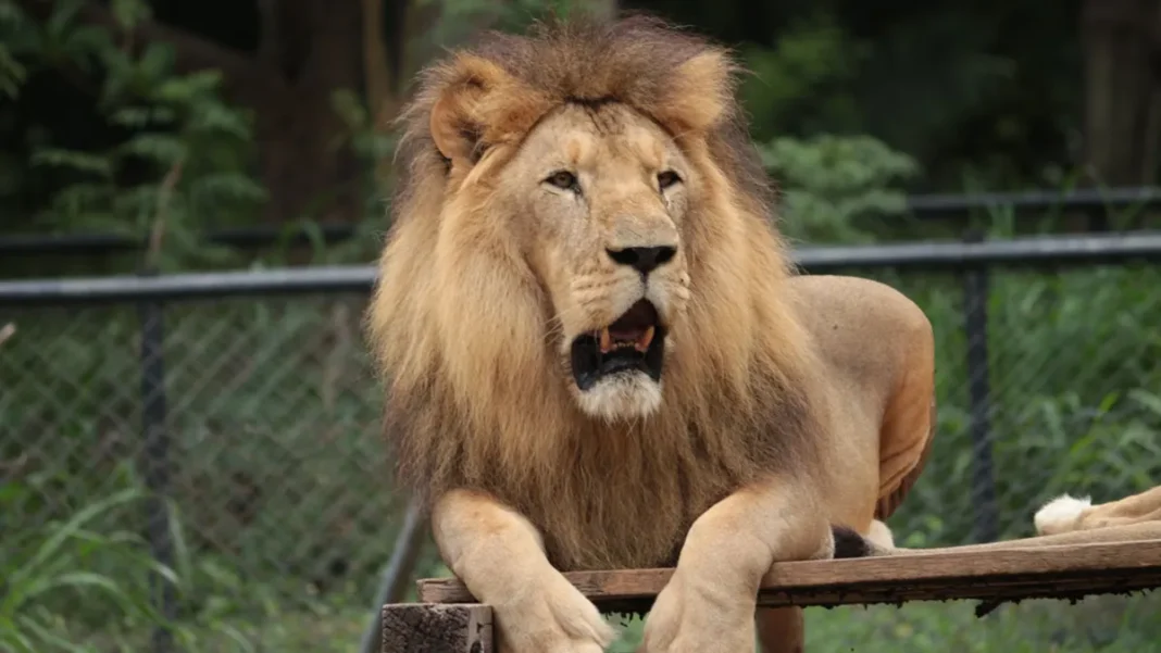 Leão mata turista durante selfie em zoológico