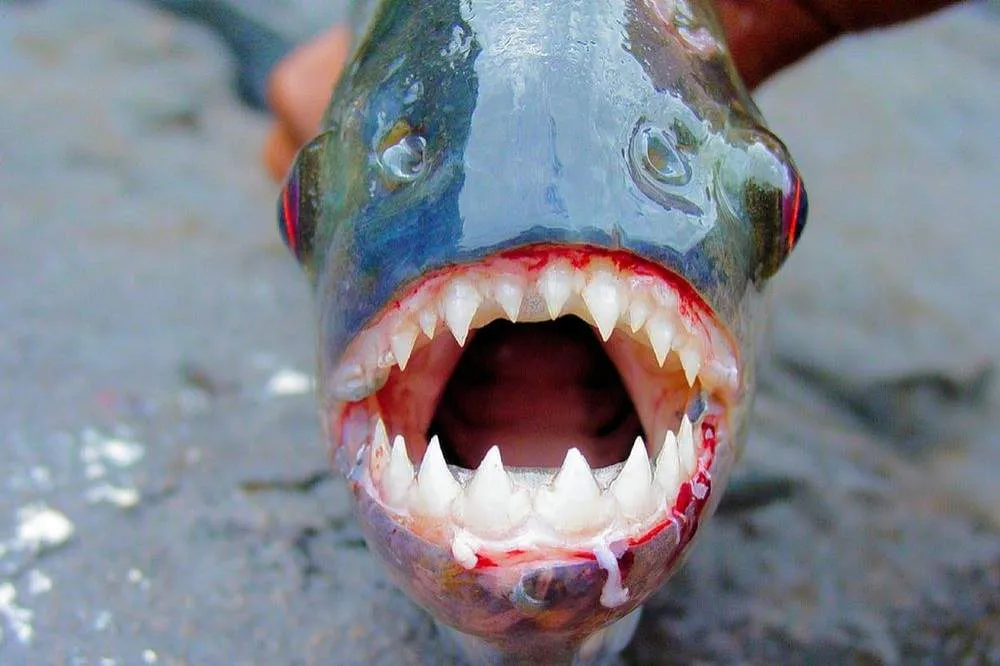 Piranhas atacam pessoas no interior de SP