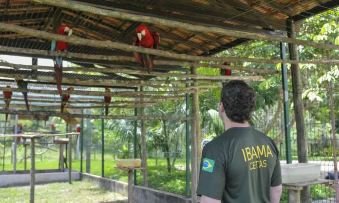 ibama