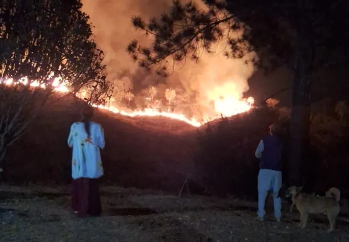 Vídeo: incêndio criminoso destrói três mil mudas de reflorestamento