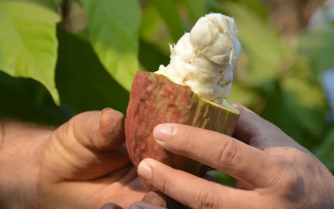 Governo de Rondônia promove 4ª edição do Concacau em Jaru, nos dias 26 e 27 de setembro