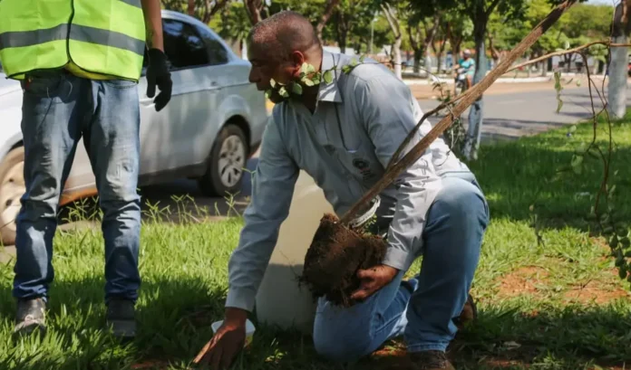 plantacao
