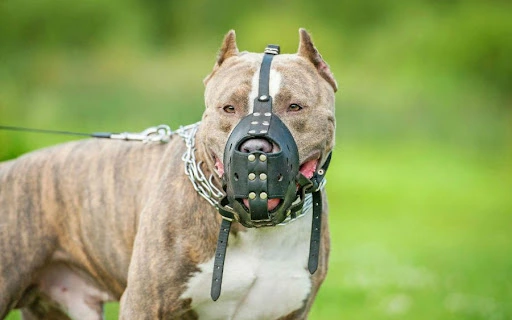 Lei de deputada do PT obriga uso de focinheiras para cães agressivos em RO