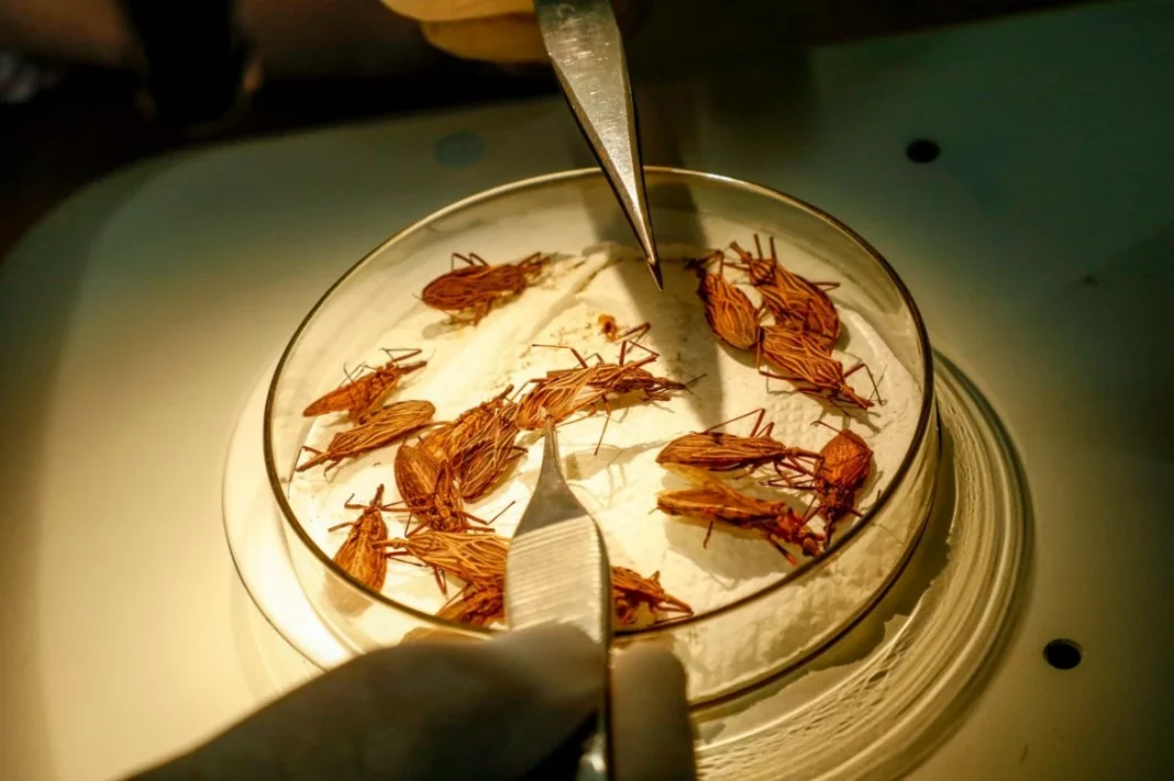 Doença de Chagas: casos em Rondônia são confirmados