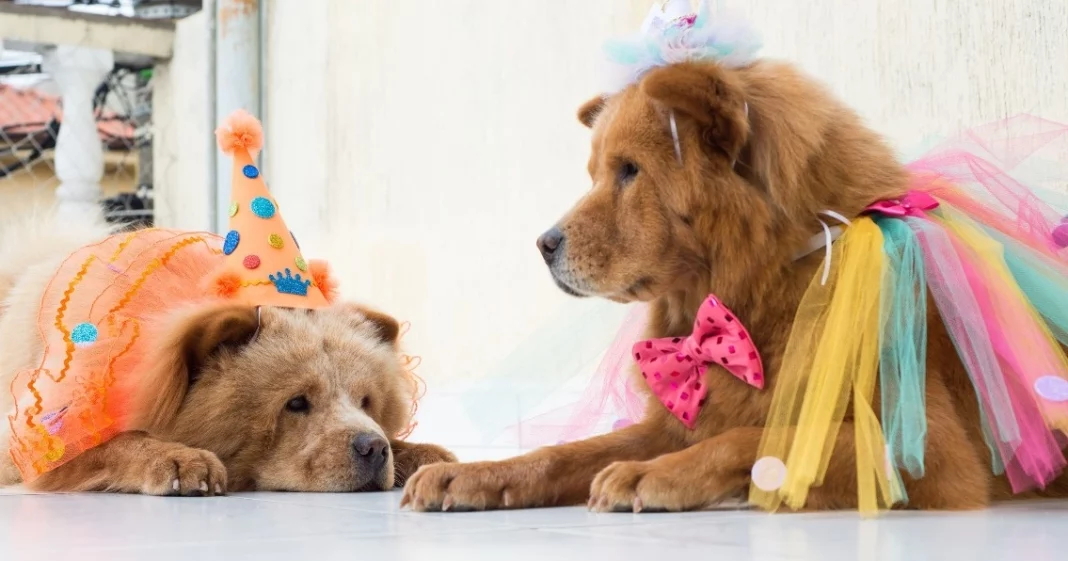 1ª Edição do Carnapet promete animação e solidariedade em Vilhena