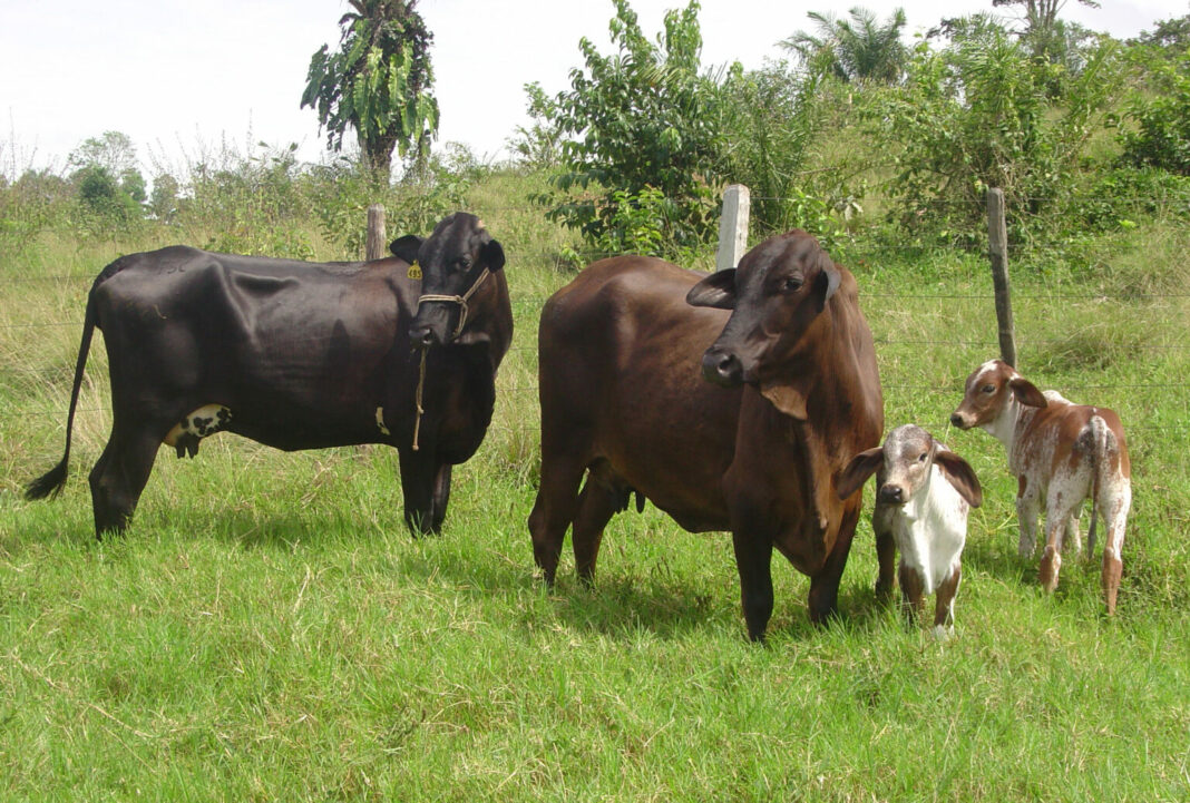 Assistência técnica e políticas de desenvolvimento agropecuário reforçam atendimento a produtores rurais de Rondônia