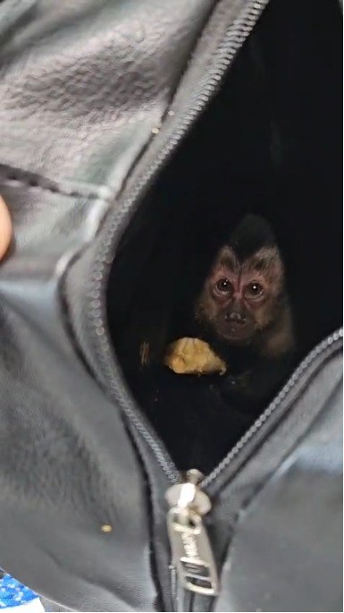 PF participa de ação conjunta para resgatar filhote de macaco-prego