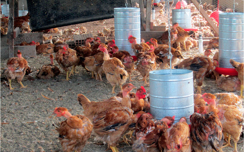 Ações preventivas contra Influenza Aviária no estado são mantidas pelo governo de RO