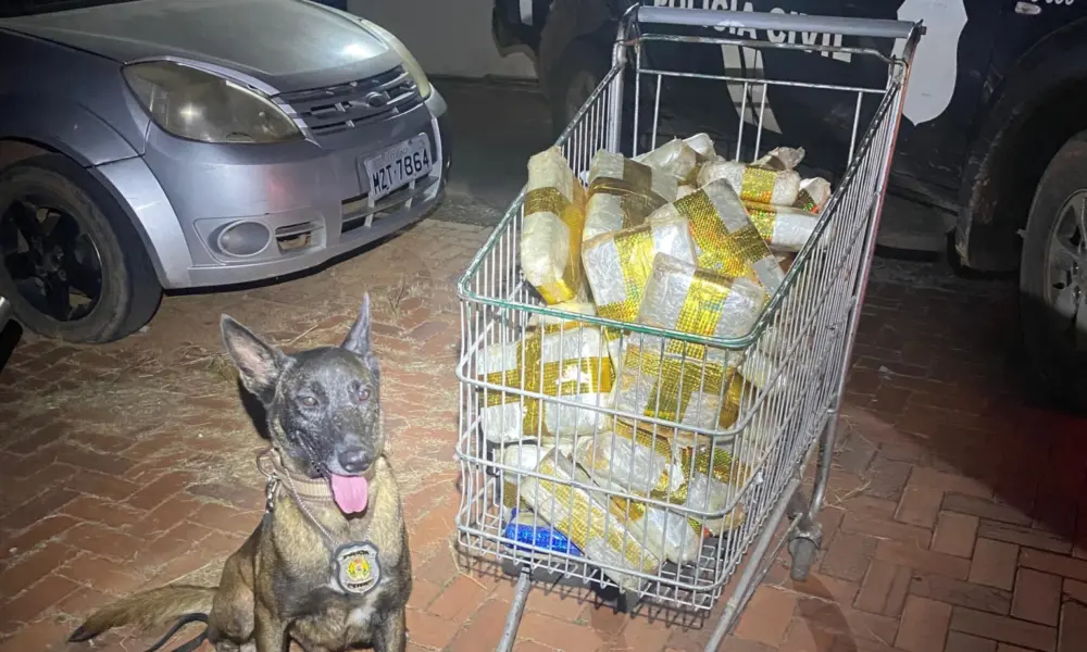 Polícia apreende droga avaliada em R$ 300 mil que tinha como destino SP