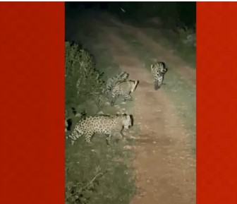 ‘Mãe do Pantanal’: biólogo registra onça-pintada e filhotes caminhando em MT; ‘cena rara’