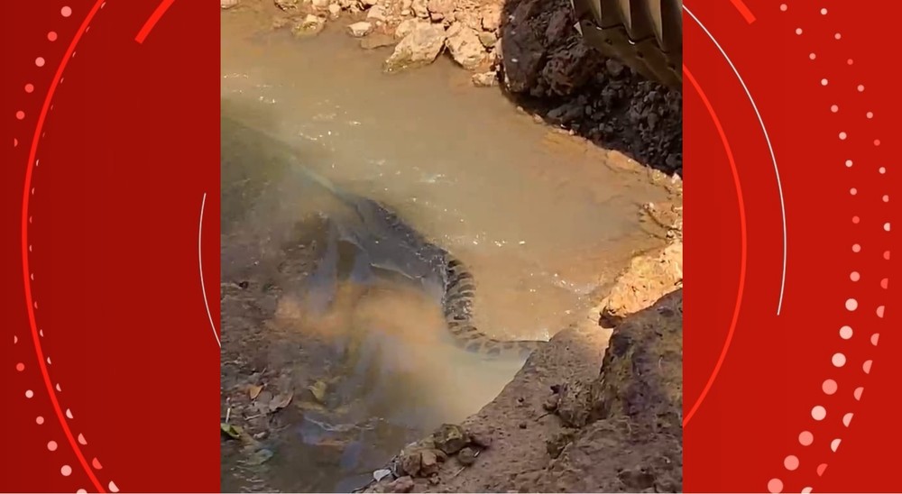 Morador flagra sucuri de 3 metros em córrego de Porto Velho: ‘desde ano passado ela já apareceu duas vezes’