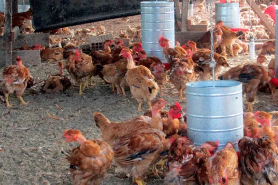 Ações preventivas contra Influenza Aviária no estado são mantidas pelo governo de Rondônia