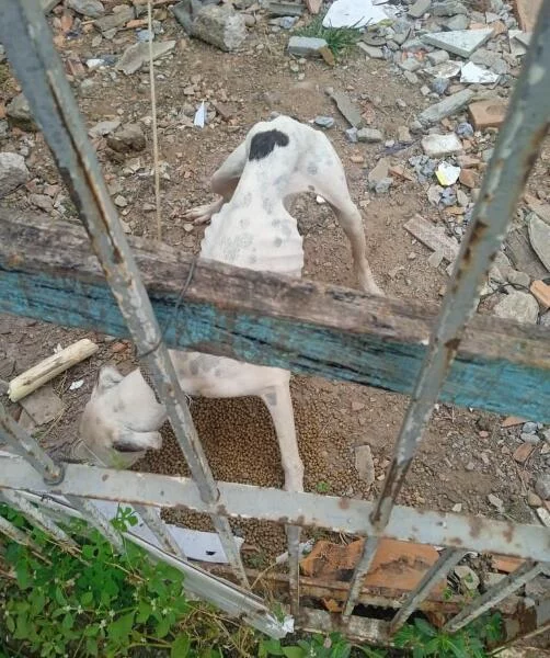 Homem é preso por abandonar cães sem água e comida