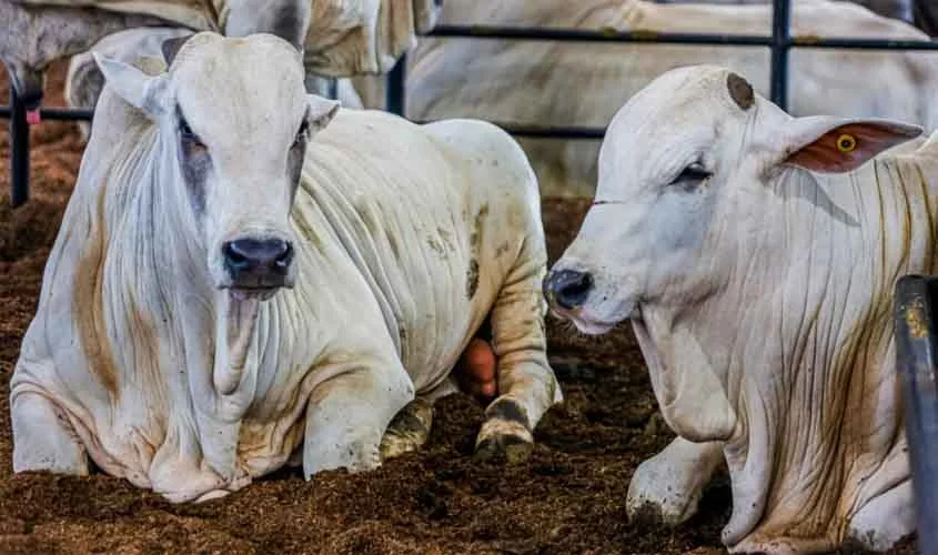 Brasil se iguala a Rondônia e é reconhecido como área livre de febre aftosa sem vacinação