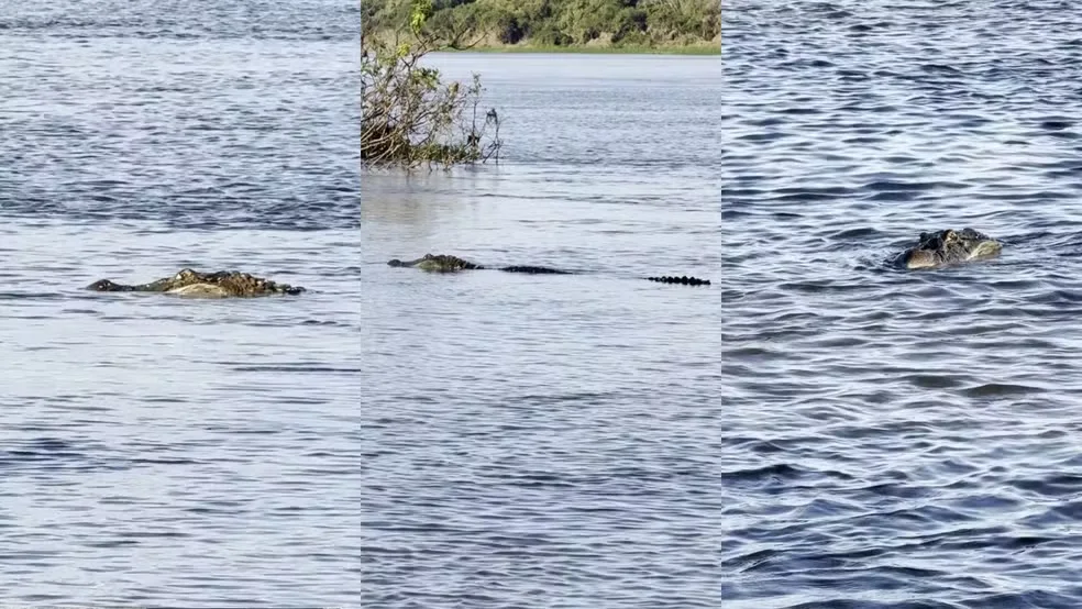 Jacaré gigante asssusta banhistas em Rondônia