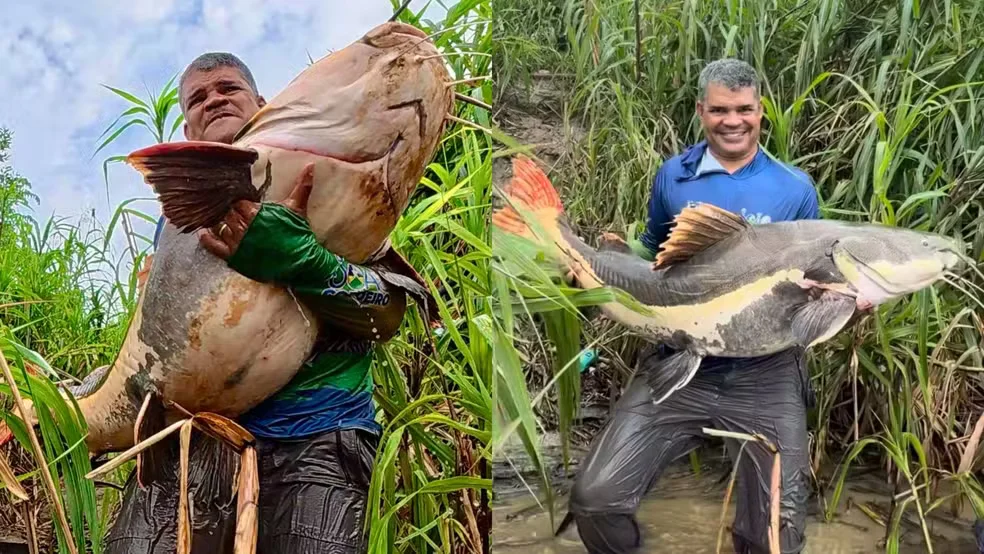 Rondoniense fisga pirarara gigante no Rio Madeira