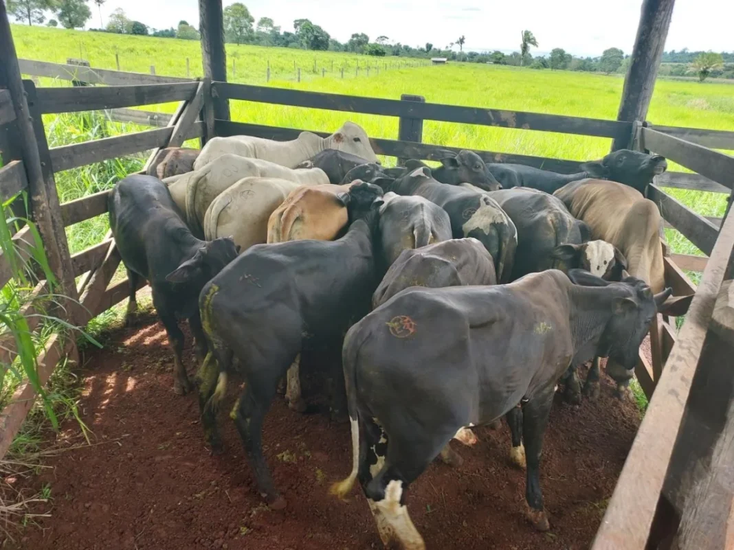 PM recupera cabeças de gado e prende envolvidos em RO