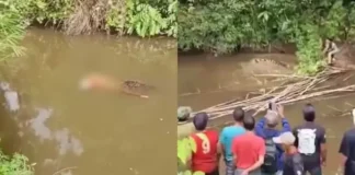 Crocodilo de 4 metros mata mulher em rio