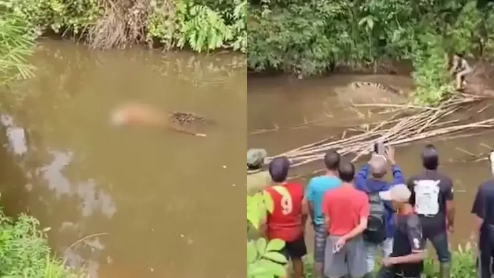 Crocodilo de 4 metros mata mulher em rio
