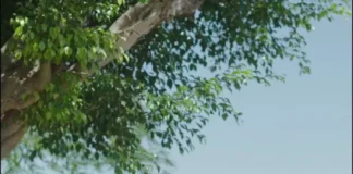 Curta de Rondônia chega ao maior festival do mundo