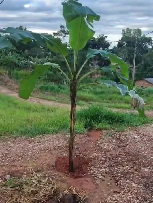 Vídeo expõe abandono das ruas em Colorado