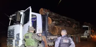 Criminosos ambientais devastam reserva em RO