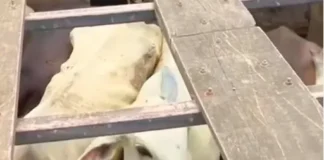 Gado roubado é recuperado pela polícia em RO