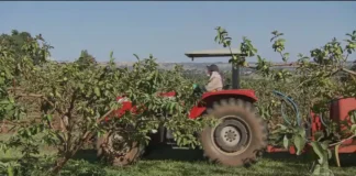 Guerra no Irã pode afetar comida no planeta