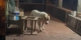 Pitbull mata dona durante banho