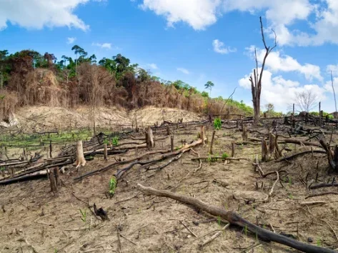 Novo Congresso terá forte oposição à pauta ambiental